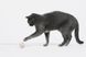 Інтерактивний м'яч для котів Cheerble Wicked Ball M3 (CWQ02), бежевий CWQ02A фото 5