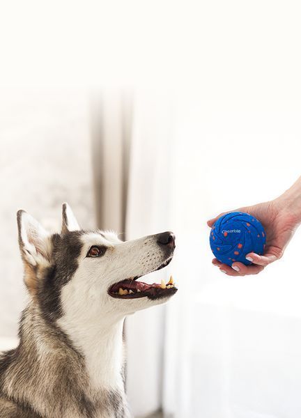 Інтерактивний м'яч для собак Cheerble Wicked Ball Air (CWQ01), блакитний CWQ01B фото