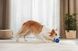 Інтерактивний м'яч для собак Cheerble Wicked Ball Air (CWQ01), блакитний CWQ01B фото 17