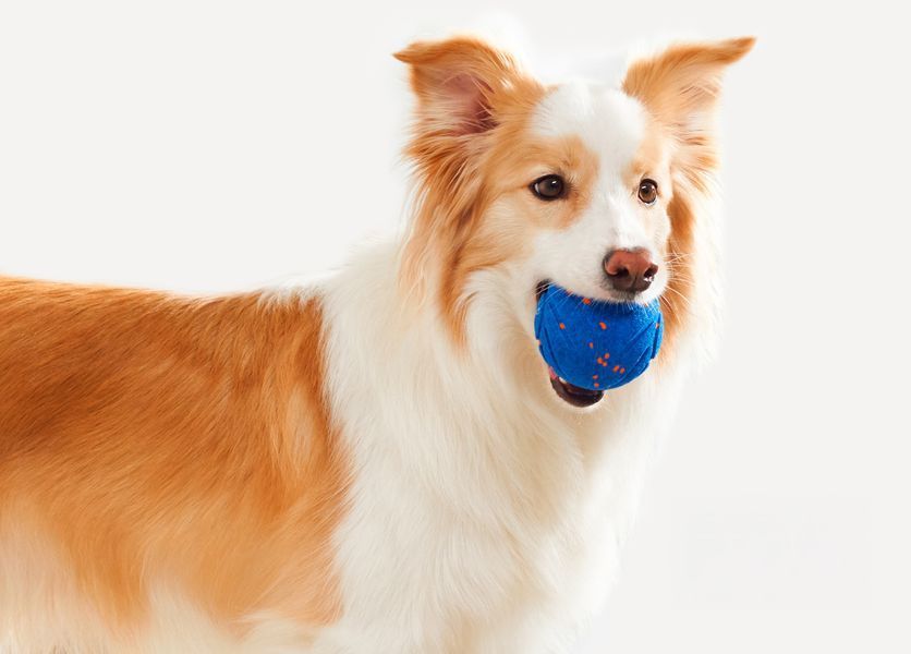 Інтерактивний м'яч для собак Cheerble Wicked Ball Air (CWQ01), блакитний CWQ01B фото