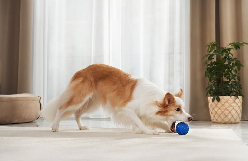 Інтерактивний м'яч для собак Cheerble Wicked Ball Air (CWQ01), блакитний CWQ01B фото