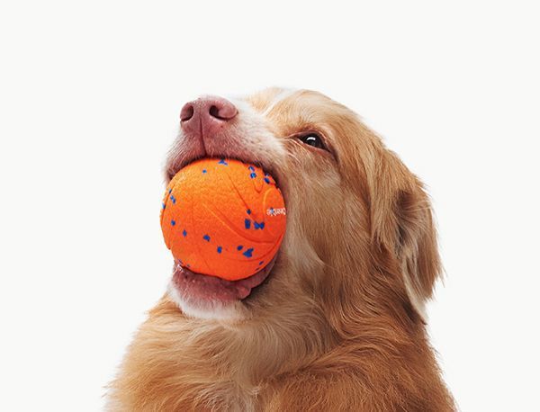 Інтерактивний м'яч для собак Cheerble Wicked Ball Air (CWQ01), помаранчевий CWQ01O фото